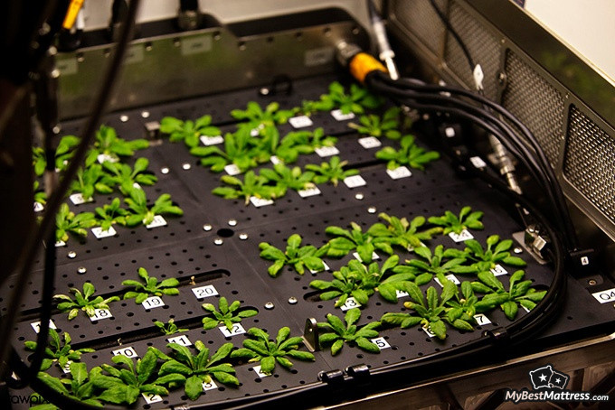 Bedroom plants: plants researched on a space station Bedroom plants: plants researched on a space station