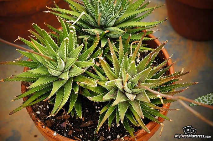 Bedroom plants: Aloe vera Bedroom plants: Aloe vera