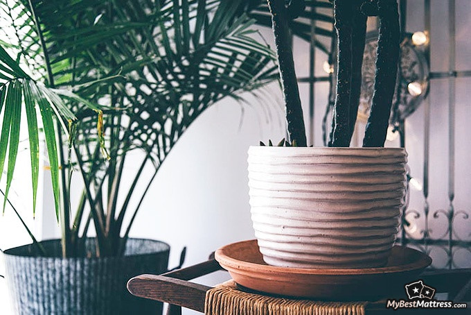 Bedroom plants: couple big plants Bedroom plants: couple big plants