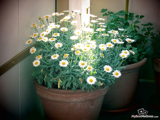 Bedroom plants: chamomile Bedroom plants: chamomile