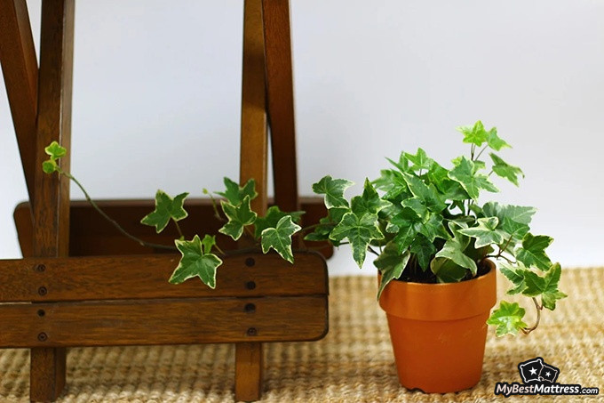 Bedroom plants: English ivy Bedroom plants: English ivy