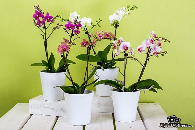 Bedroom plants: orchids Bedroom plants: orchids