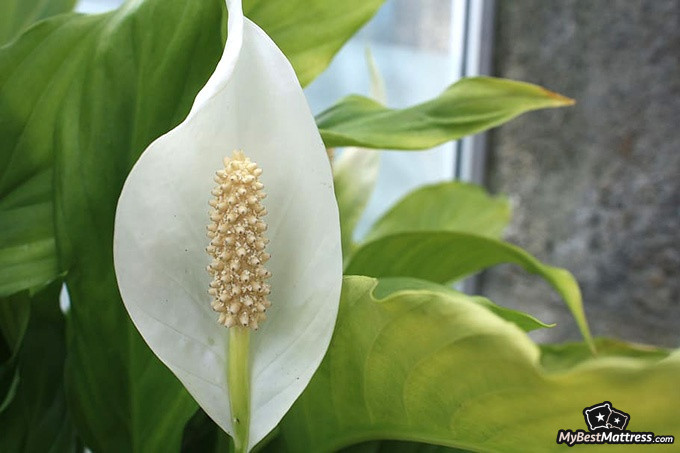 Bedroom plants: peace lily Bedroom plants: peace lily