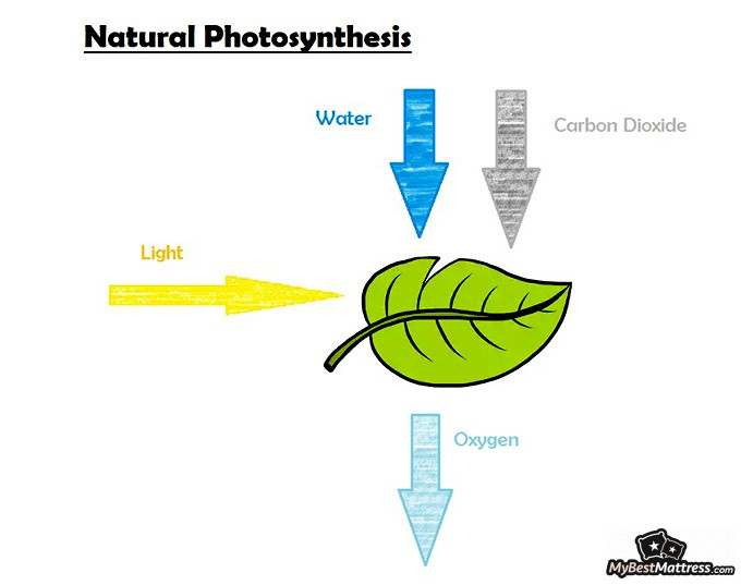 Bedroom plants: photosynthesis process Bedroom plants: photosynthesis process