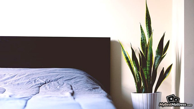 Bedroom plants: snake plant Bedroom plants: snake plant