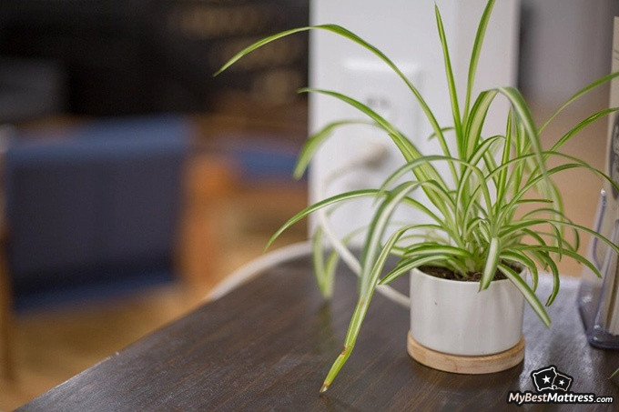 Bedroom plants: spider plant Bedroom plants: spider plant