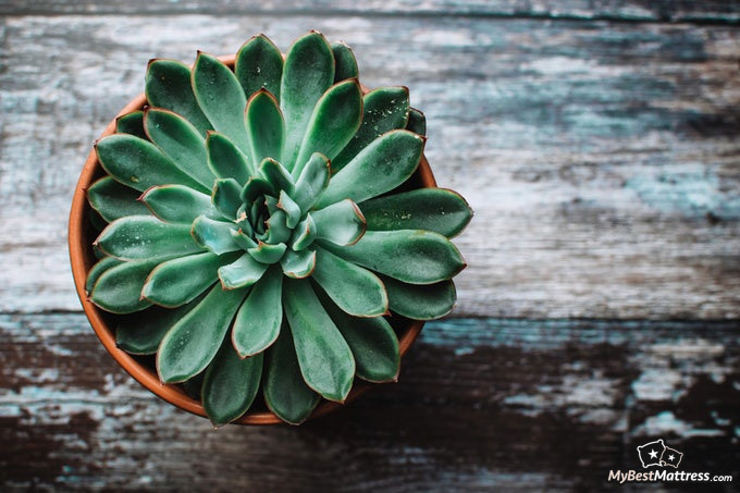 Bedroom plants: a succulent plant Bedroom plants: a succulent plant