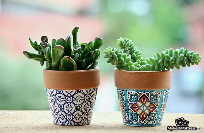 Bedroom plants: two little plants in colorful flowerpots Bedroom plants: two little plants in colorful flowerpots