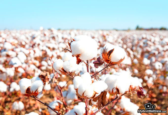 Best cotton sheets: a field of cotton.