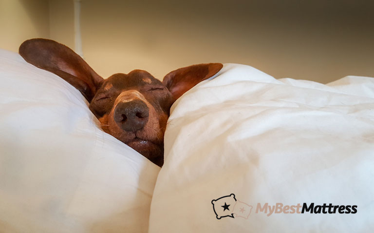 Best dog beds Best dog beds