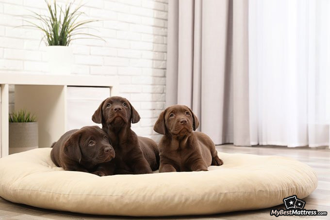 Best dog beds: dog pillow bed. Best dog beds: dog pillow bed.