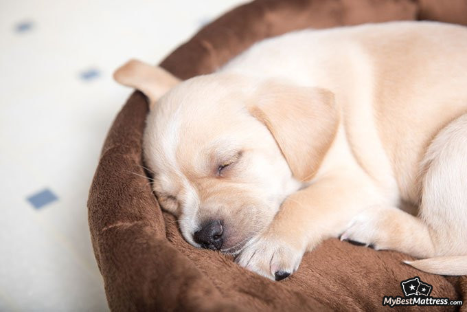 Best dog beds: dog sleeping. Best dog beds: dog sleeping.