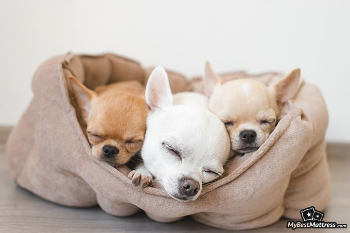 Best dog beds: dogs sleeping. Best dog beds: dogs sleeping.