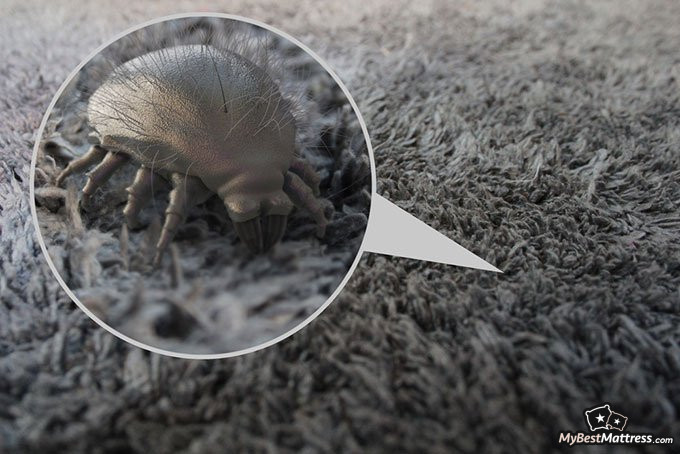 Mattress types: dust mites.