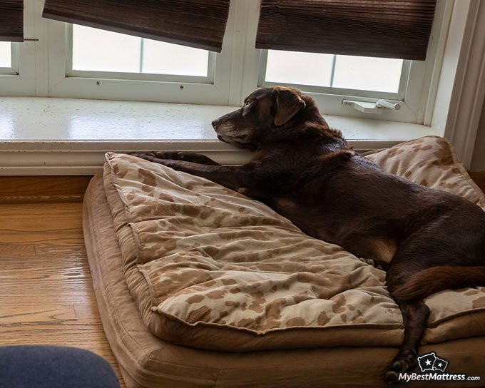 Best dog beds: orthopedic bed. Best dog beds: orthopedic bed.