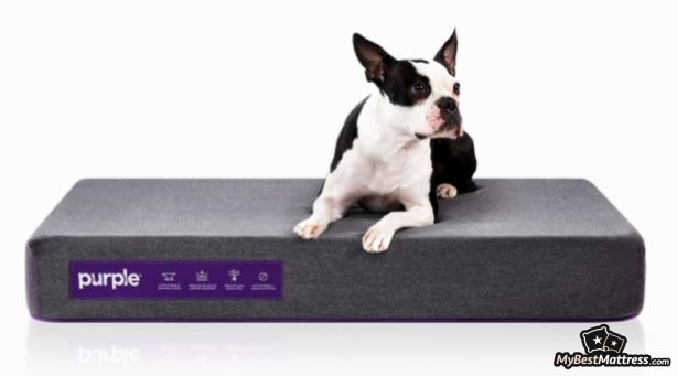 Best dog beds: Purple dog bed. Best dog beds: Purple dog bed.