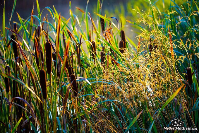 Mattress types: reeds.