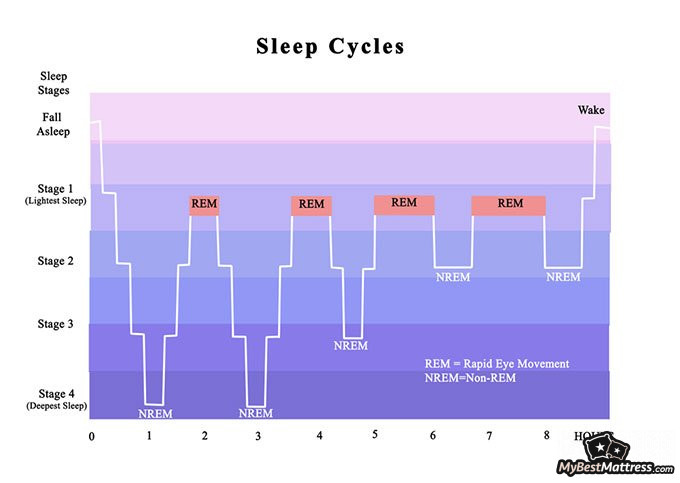 How long should I nap: sleep cycle stages