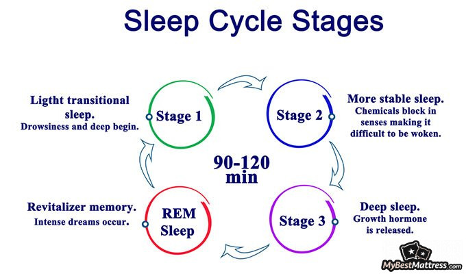 Nolah mattress review: sleep stages. Nolah mattress review: sleep stages.