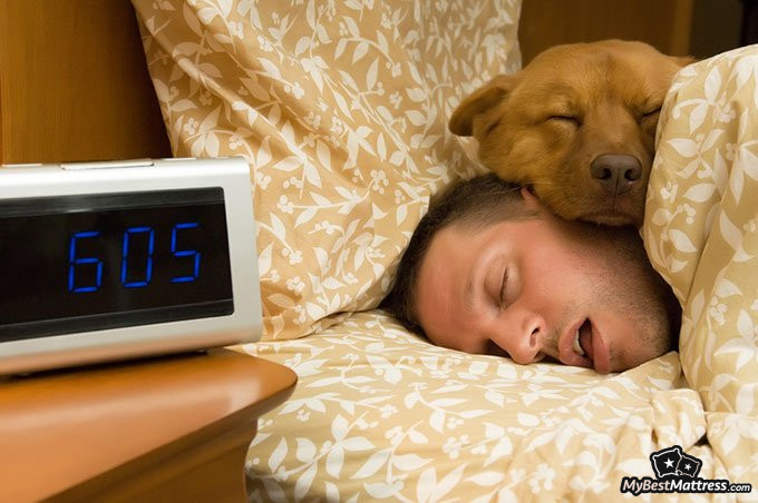 Stages of sleep: dog sleep