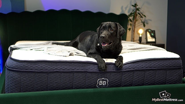 Brooklyn Bedding Aurora Review: a black Labrador laying on the mattress.
